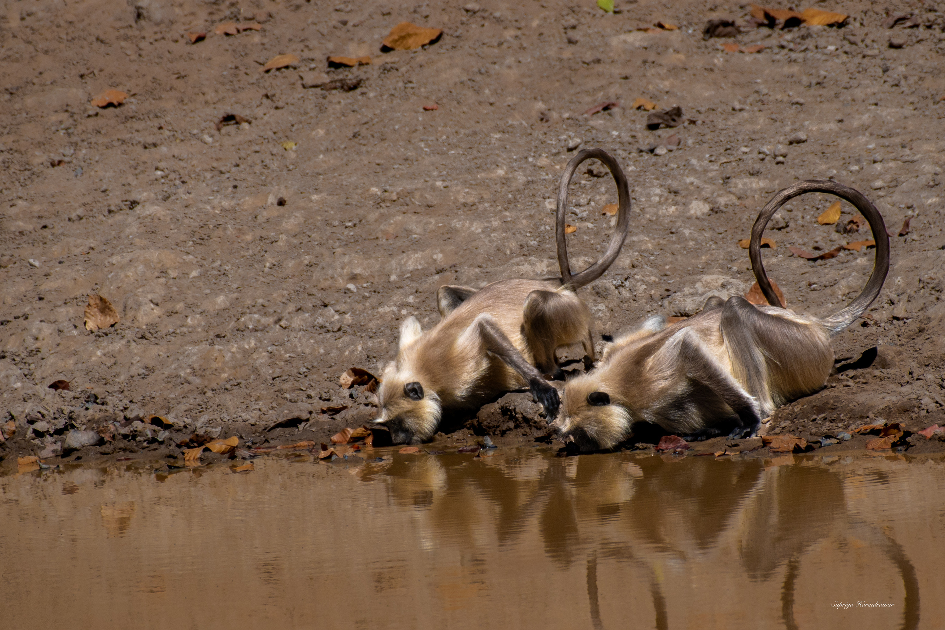 Two lion cubs playing